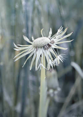 Pappus de pissenlit mouillé