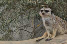 T'as de beaux yeux gamin...