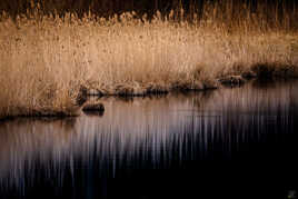 Reflet de roseaux 2