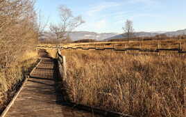 Sent-il la noisette???