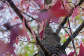 Regarder vers le haut...