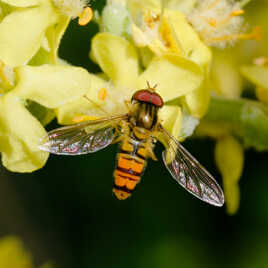 Syrphe annelé