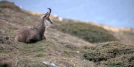 En attendant l'estive II