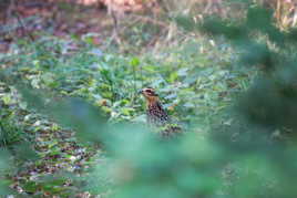 Poule faisane vénérée