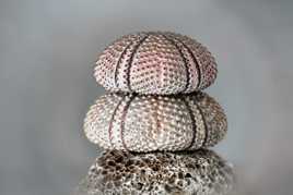 coquilles d'oursin