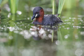 Grèbe Castagneux en plumage nuptial