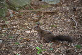 Sautillant avec grâce sur le tapis d'automne.