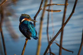 Un peu de plûmes...
