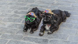 Petits chiens cubains