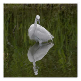 Une aigrette garzette créant un reflet miroir.