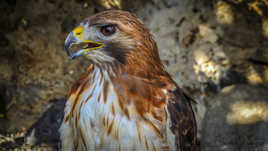 l'aigle du donjon