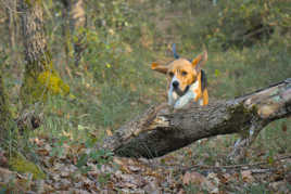 En Fosbury la prochaine fois