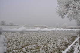 tout doux les barbelés