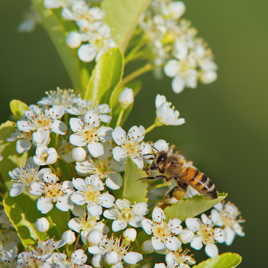 Une butineuse acharnée