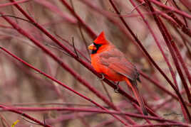 Cardinal mâle