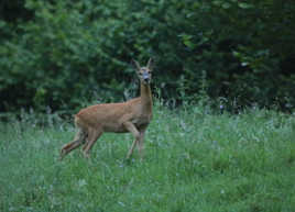 chevreuil d'un soir