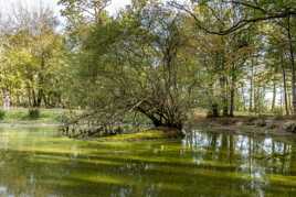 La Verdure