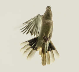 Position inusitée...