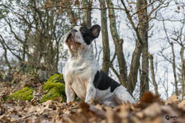l'odeur des sous bois