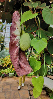 Aristoloche géante (2)