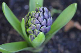 LA NAISSANCE D'UNE FLEUR