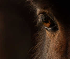 regard !