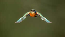 Dans l'axe du photographe