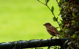 moineau avant decollage