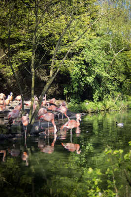 Flamands roses