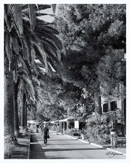 Avenue des arbres