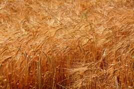 Juste avant la moisson