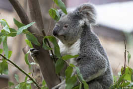 Koala