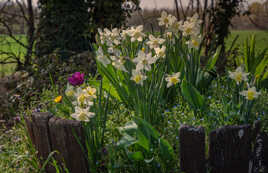 Quelques fleurs