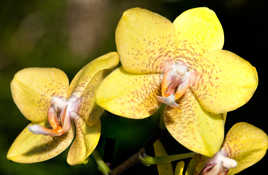 Orchidée