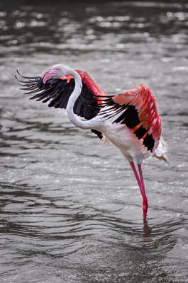 Flamant rose