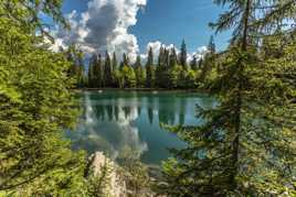 A travers les arbres