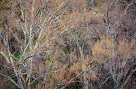 Textures Végétales (9)