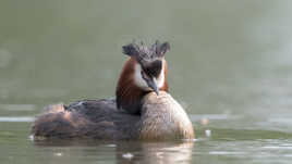 Fier comme un grèbe huppé