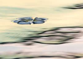 Posée comme une fleur