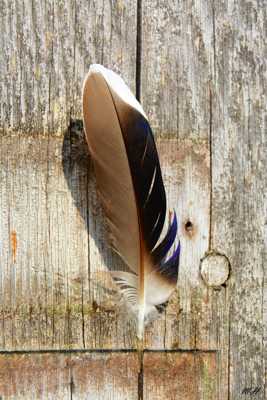 Quel est le symbole?