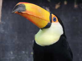 Un toucan...