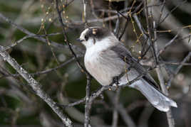 Mésengeais du Canada