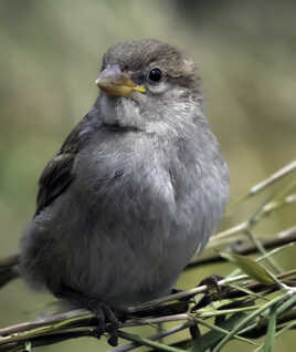 Le Moineau domestique