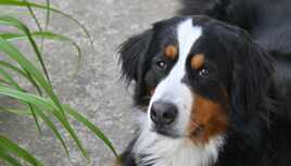 Ma plus belle des fleurs du jardin