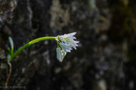 Petite fleur