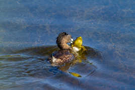 Grèbe et sa proie