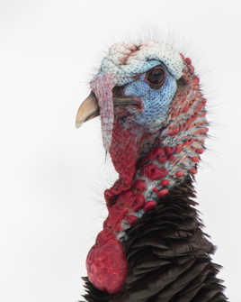 Dindon sauvage mâle