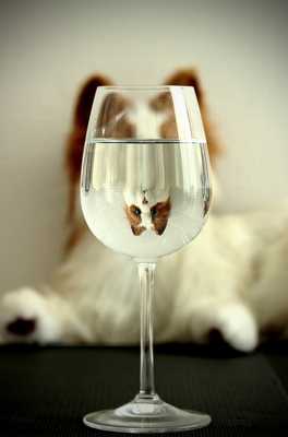 et chat vous fait rire !