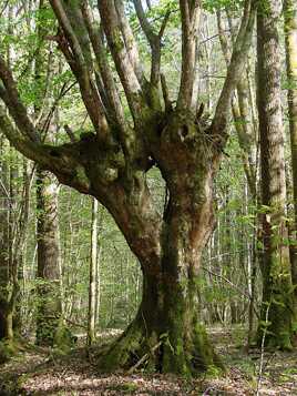 Surprise forestière
