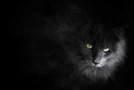 Cheveux dans le vent XD